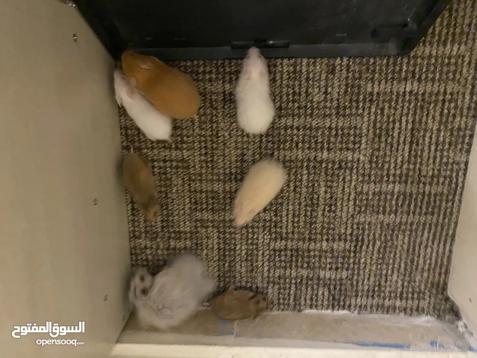 hamster هامستر للبيع عدد 7