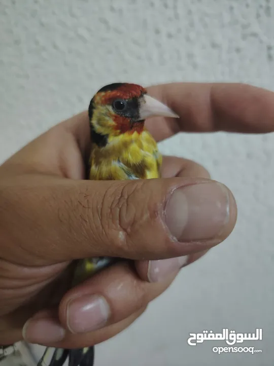 حسون كلاسك اصفر مايور حجل 24