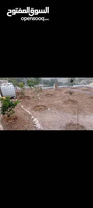 قطعة أرض مرتبة معمرة وجاهزة