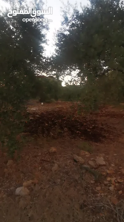 ارض مميزة للبيع في جيوس مساحات متعددة طابو منطقة بي..