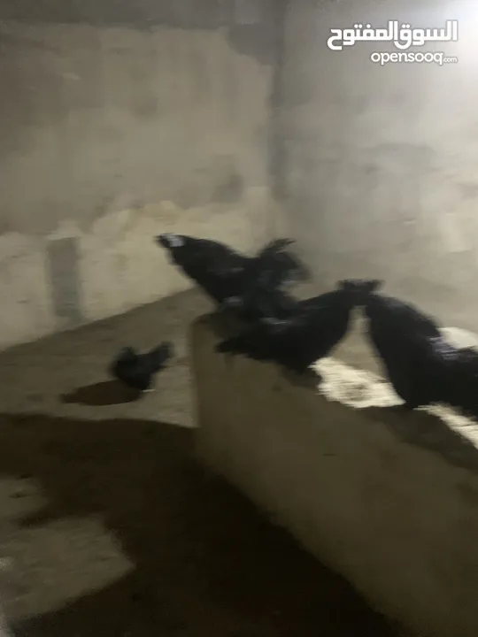 ديوك لمبرجيني و صيصان صحة و نظافة  بلدي للبيع