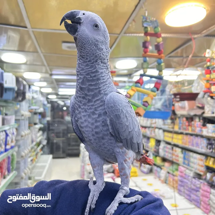 كاسكو مكاو كوكاتو امزون