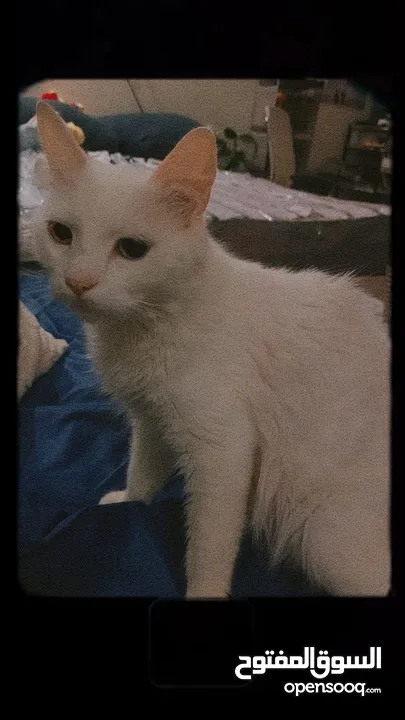 قطط للتبني مجانا - Free cats for adoption مجانا للتبني