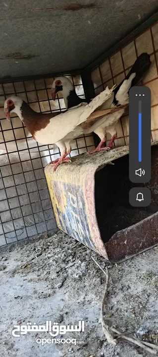 جوز مع فحل للبيع ..