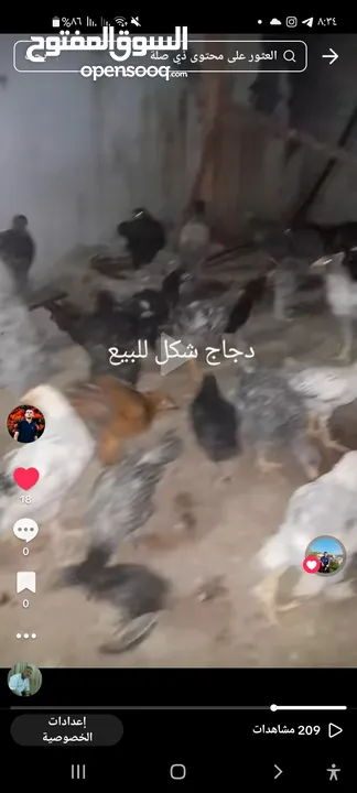 دجاج و فراخ انواع مشكل للبيع