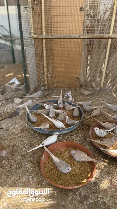 Dove bird pigeon دوف مكس للمهتمين للتربية منتج