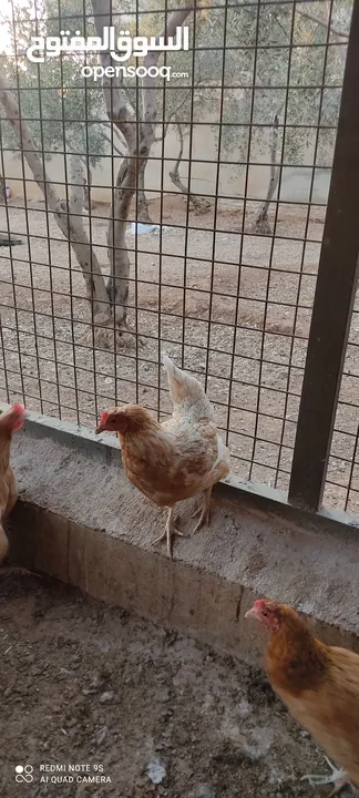دجاج لوهمان