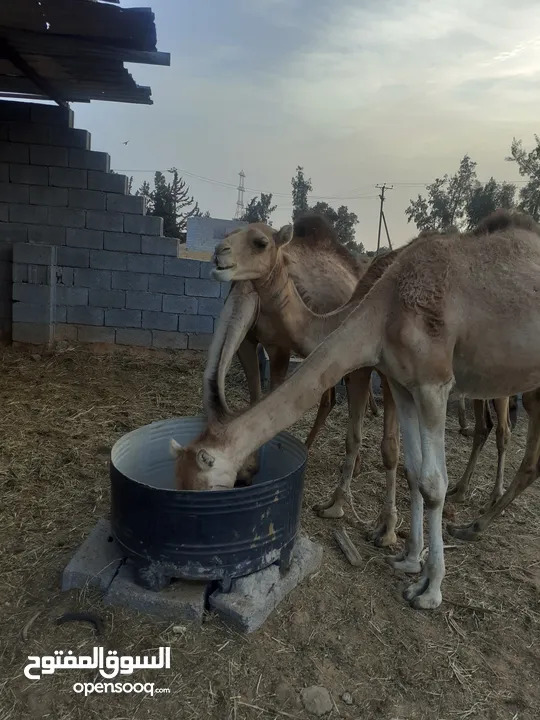 جمال قعدان