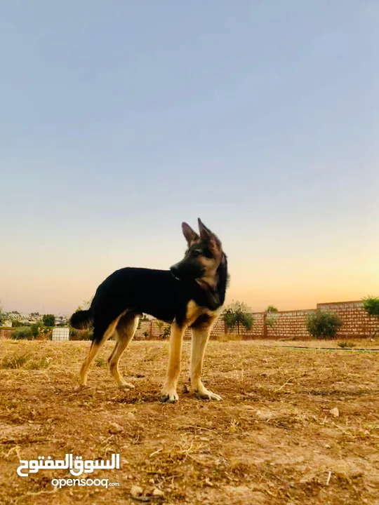 متاح ذكر ااااا