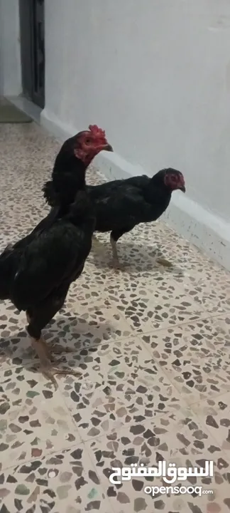 جاج باكستاني
