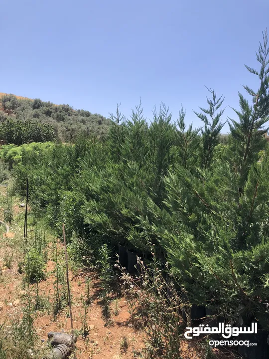 مشاتل الاندلس لانتاج وبيع جميع انواع الاشجار المثمره واشجار الزينه البلديه والمستوردة