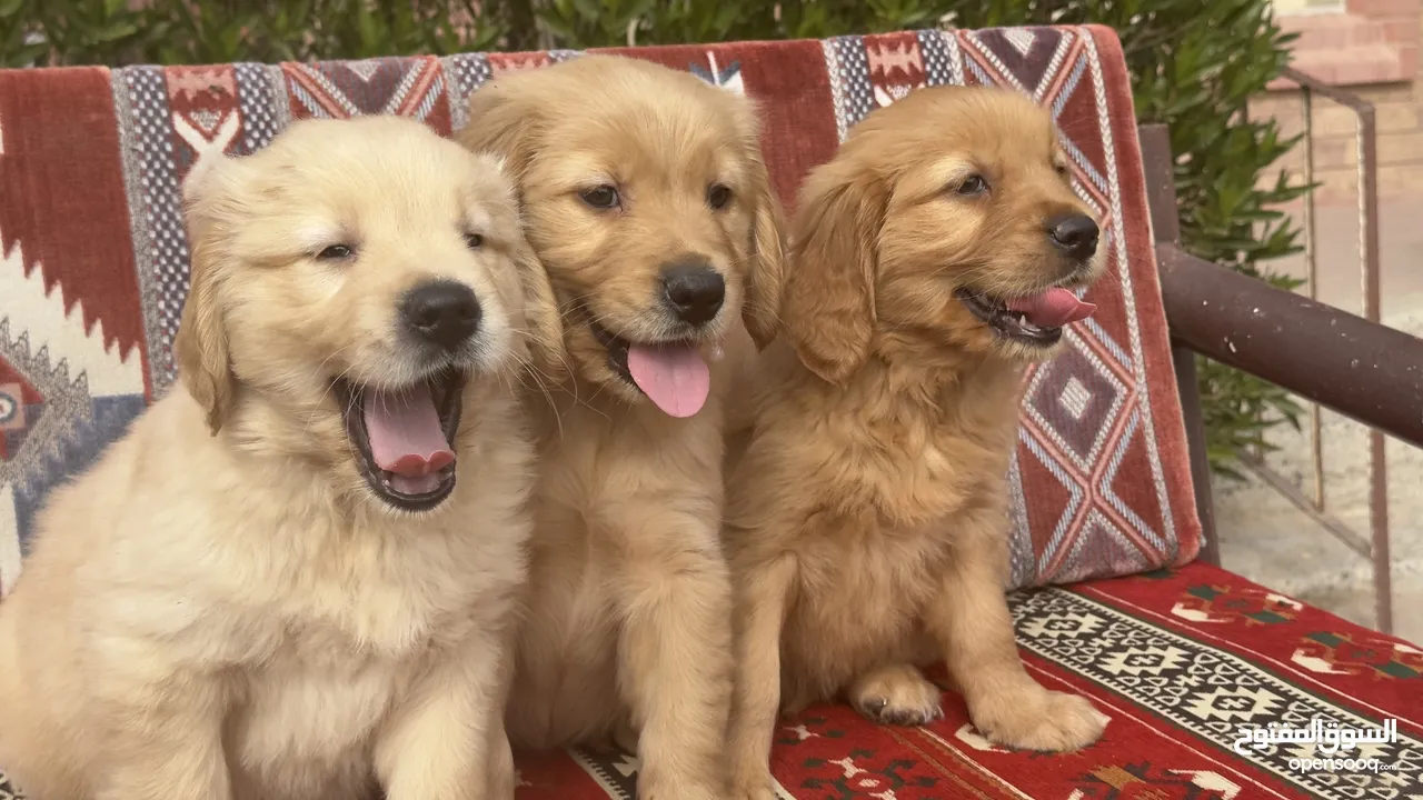 للبيع جولدن ريتريڤر for Sale Golden Retriever