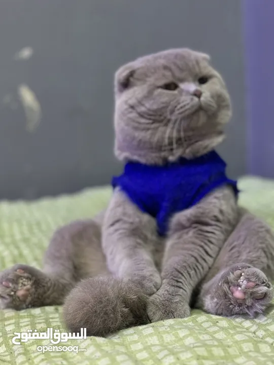 Scottish Fold Cat