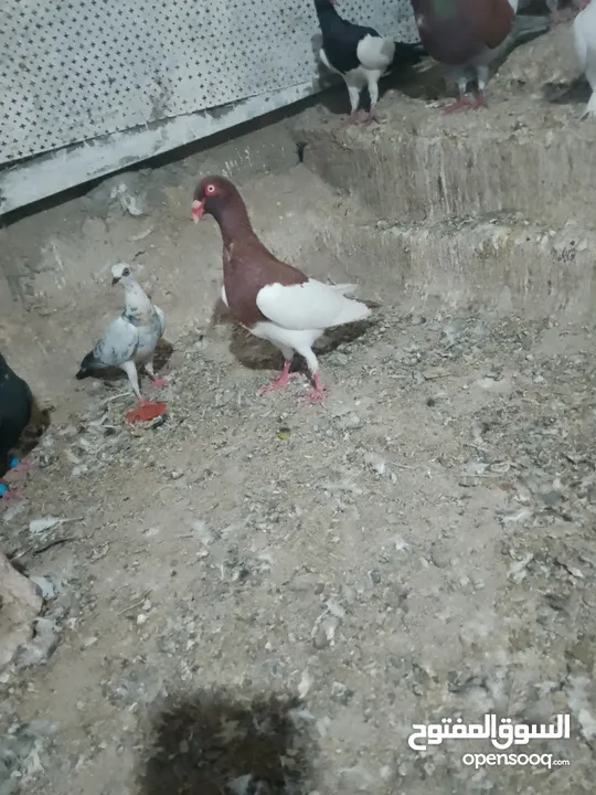 متاح جوز ماشاءالله موجودات طبربور