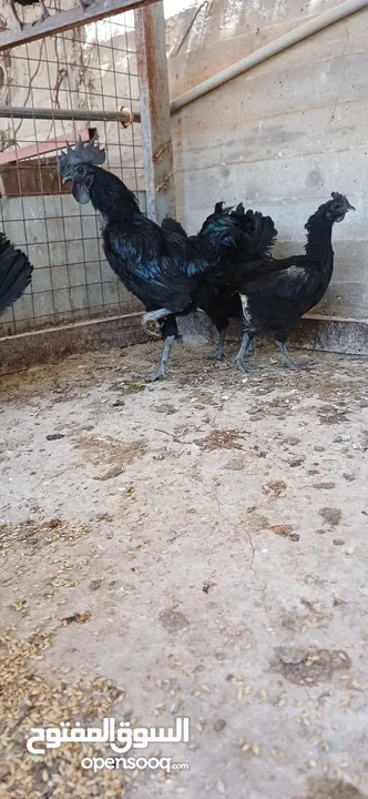دجاج لامبرجيني ذو الحم والعضم وكامل اسود
