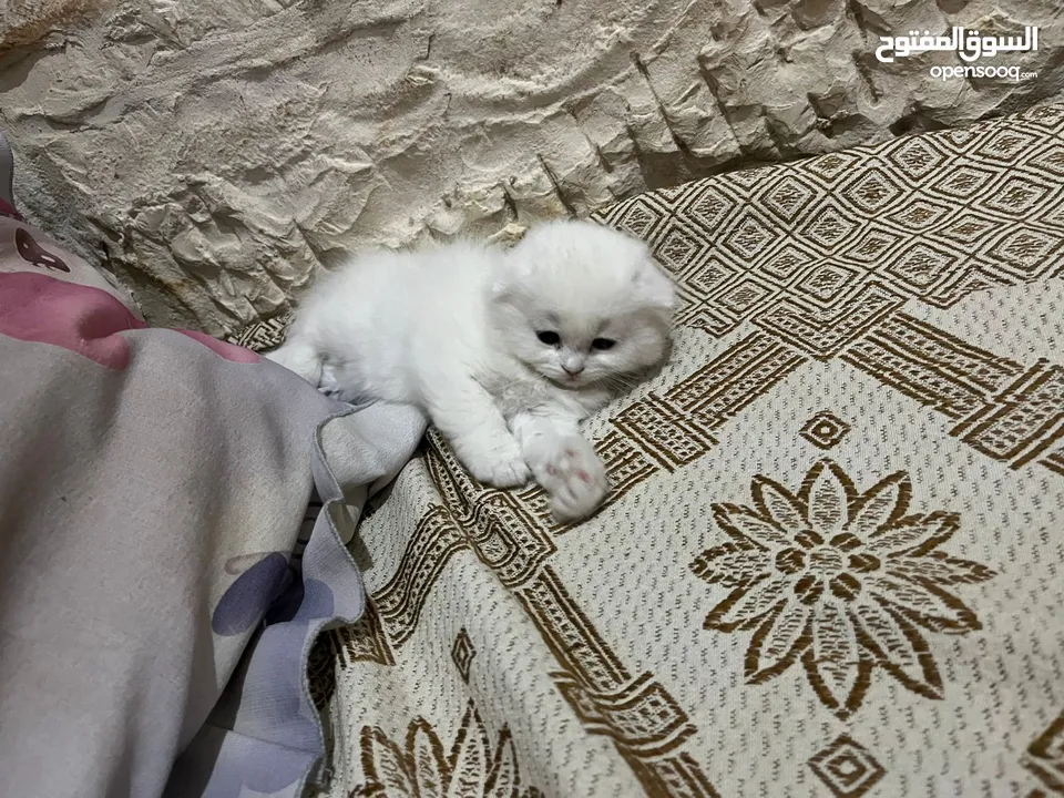 قطط سكوتش فولد