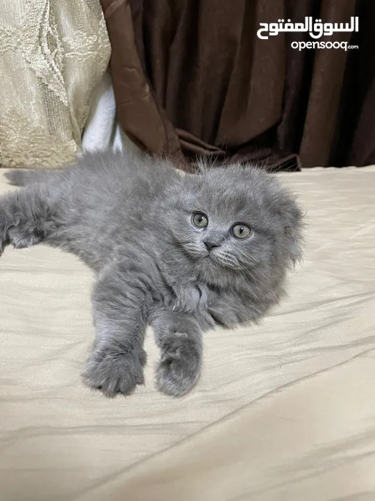 قطط سكوتش فولد