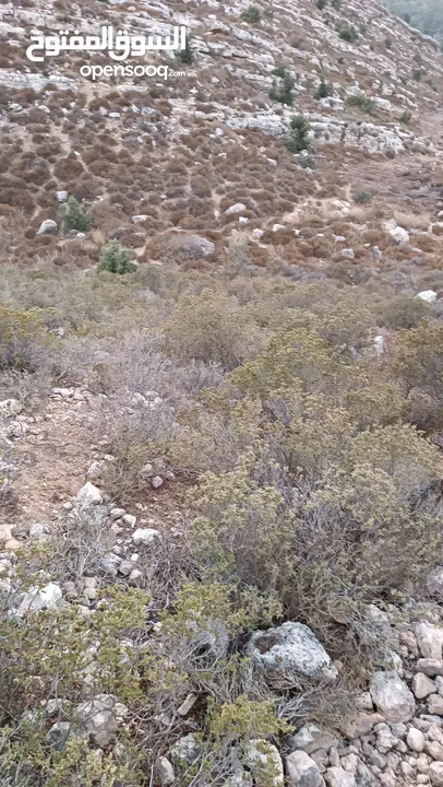 ارض للبيع نصف دونم ارض للبيع في ابو اشخيدم
