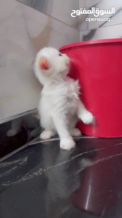 قــطــط لــلــبــيــع