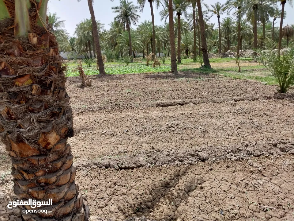 بستان للبيع دونم ونصف فيه بيوت اثنان عدد غرف الاول 4+ دوانيه الثاني 2غرفه + ديوانيه 