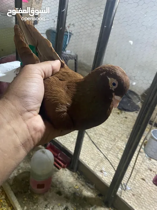 حمام للبيع جاوا اقرا النص
