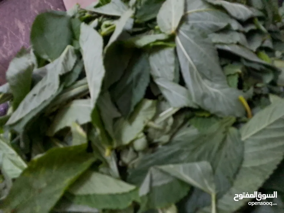 ملوخيه ورق وملوخيه ناشفه مفروكه وناعمه بدون عيدان مغسله ومنقبه وجاهزه لطبخ