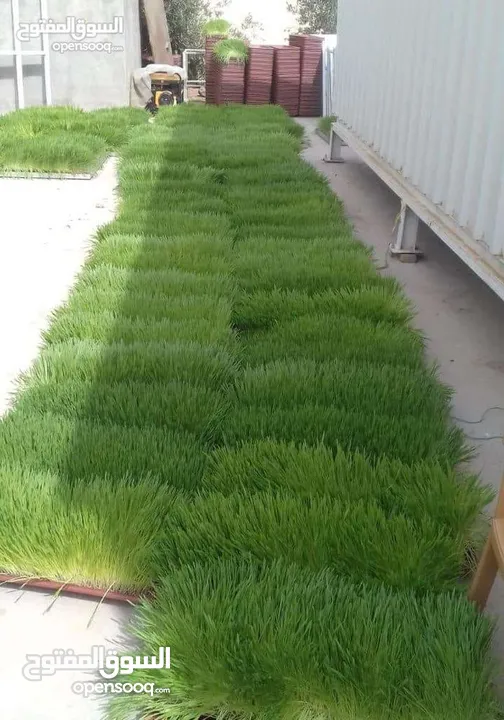 استنبات شعير  شعير مستنبت Sprouted   صواني استنبات شعير Barley germination barley