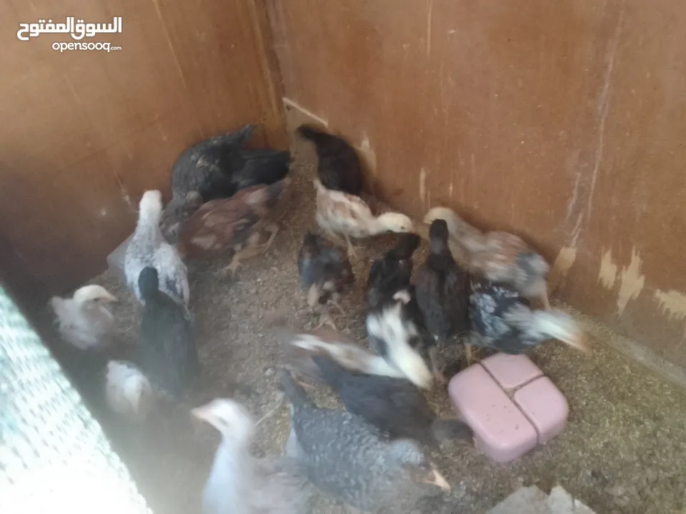 صيصانوعددتقريبا 20صوص وديوك عدد 4