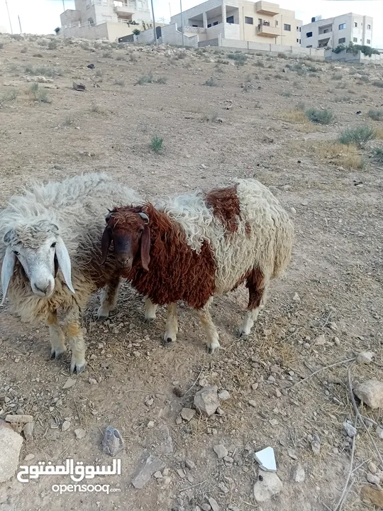خرفان للبيع