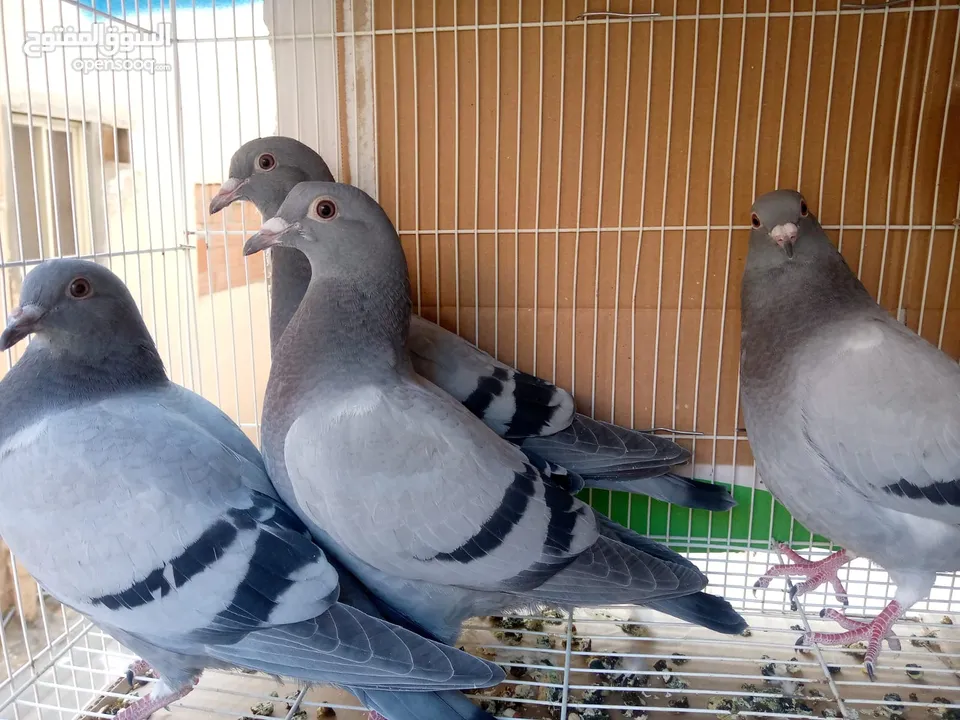 زاجل سباق أجواز منتجة وطبات جاهزة أبطال الابطالTob طيور نخبة تصليح وفوز من هواه أبطال المملكة للزاجل