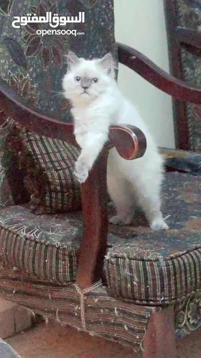 انثى شيراز هملايا عمر شهرين وذكر هملايا اورانج عمر 3شهور