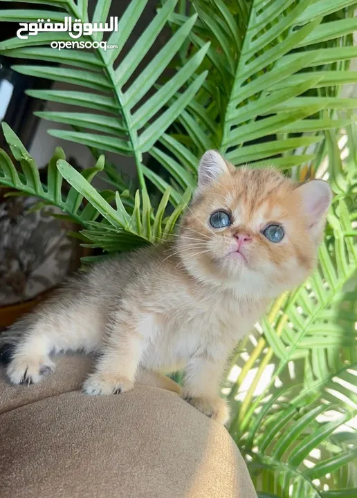 Scottish girl Registered & imported parents from Russia