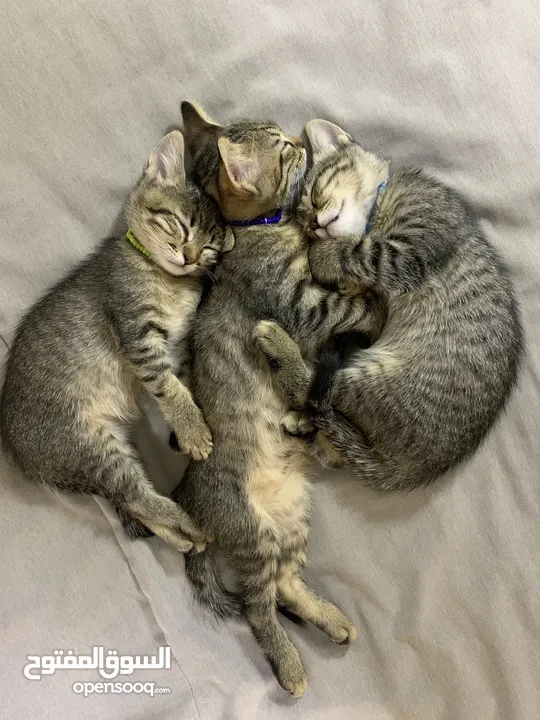 قطط صغيرة / kittens قطط منزلية