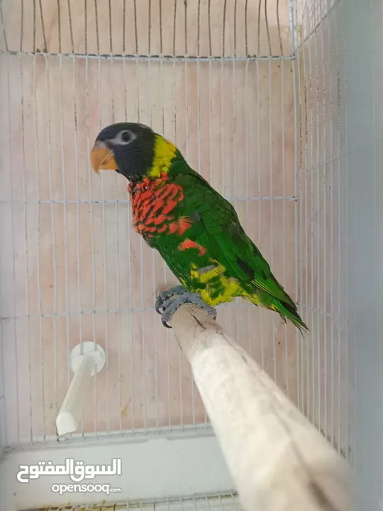 lory parrot 3.5 months old