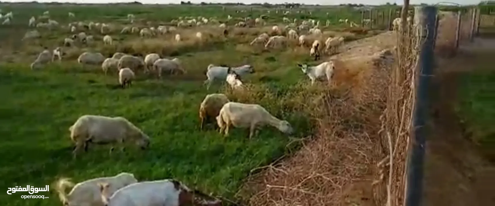 27معاد مزرعه مواشي في وادي مور للبيع