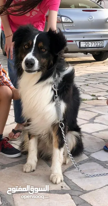Border collie لاول مرة في الاردن