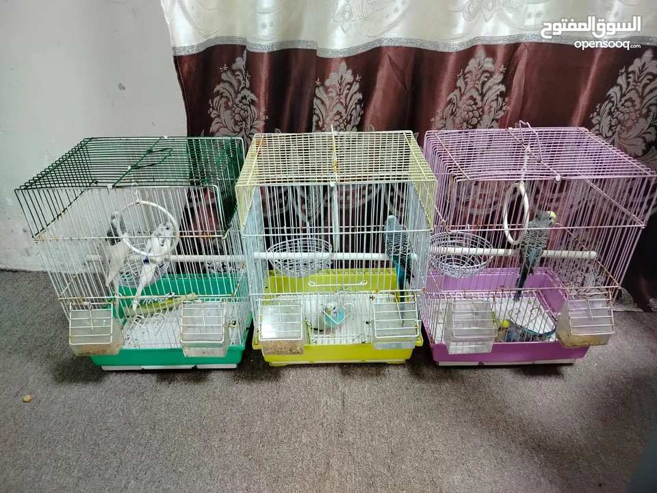 3 pairs budgies and 6 pairs pigeons