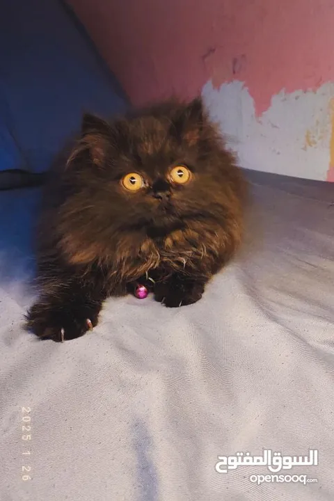 Black Persian Cat 4 Months Old Only for Serious Buyers