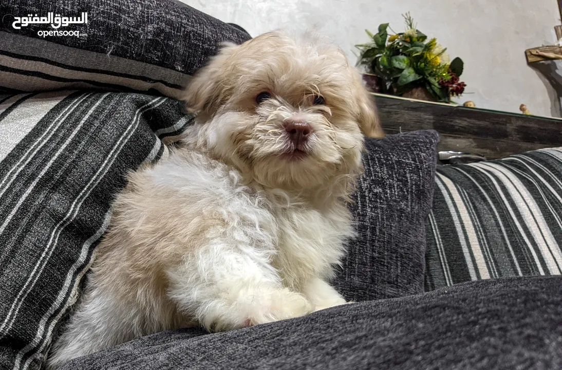 جراوي شيتزو - Shitzu puppies