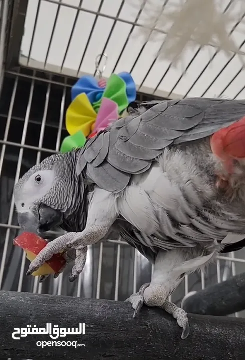 African Grey Parrots