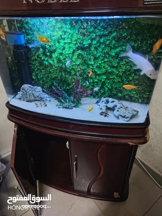حوض سمك اوروبي نوع Noble  80*60
