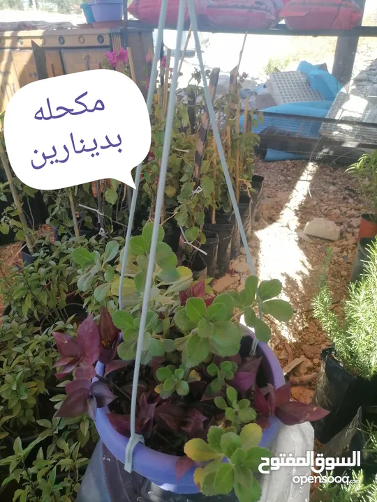 اشتال للبيع يتوفر اشتال منوعه وجميله