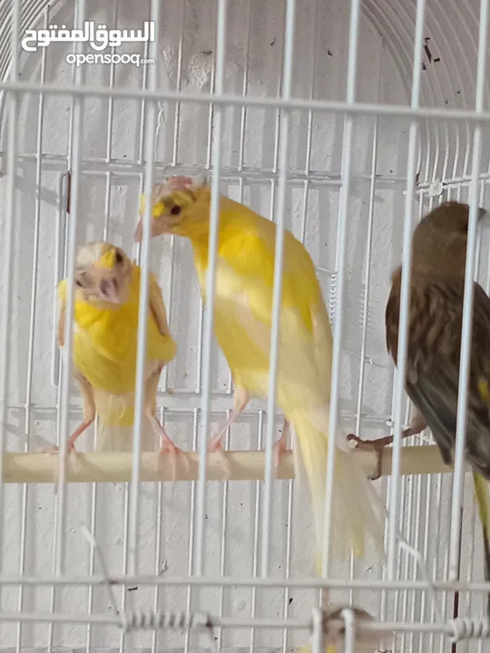 أربع حبات بناديك جنوبي عمر ثلاث شهور للتواصل زرقاء جبل طارق