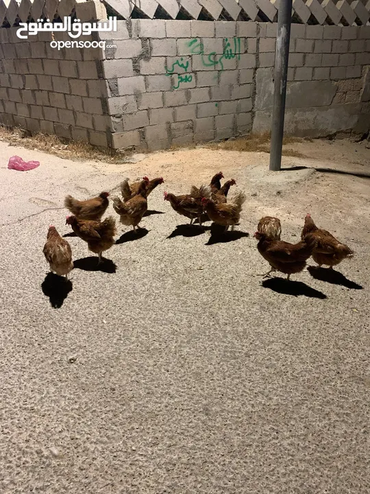 12 جاجه هنديه للبيع جاجات نخب للبيع