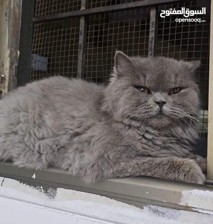 قطة سكوتش فولد لون سكني الاسم لوسي