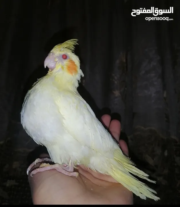 فراخ كوكتيل للزق اليدوي