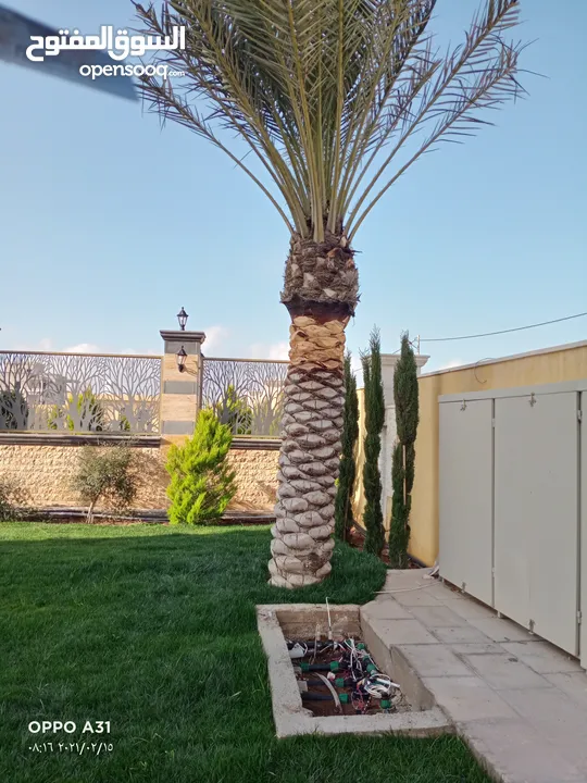 فني أشجار النخيل