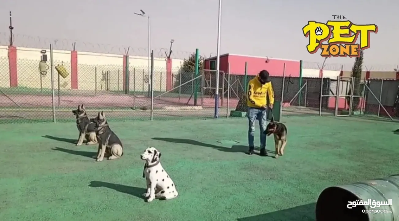 تحميم كلاب ....