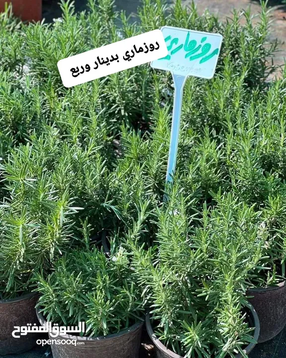 متوفر جميع انواع الاشجار المثمرة والزينة والورود وخدمة الزراع وتنسيق الحدائق وجميع انواع القواير