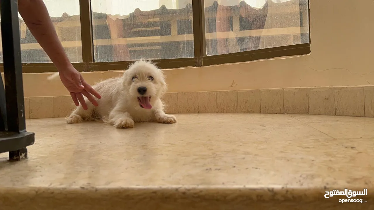 Havanese Puppies, Pure Breed, 4 months old